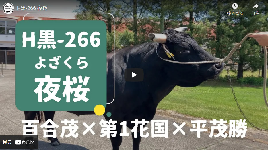 花牛 今年のエキスポグランドチャンピオンはハードロック娘牛でした
