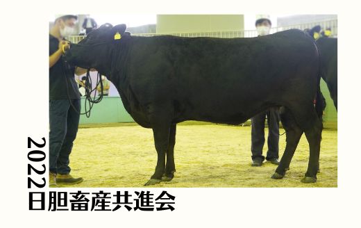 2022日胆畜産共進会《輝百合・勝早桜5・勝美糸》 | GH-CONTENT