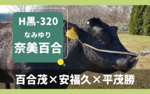 ジェネティクス北海道　H黒-320 奈美百合