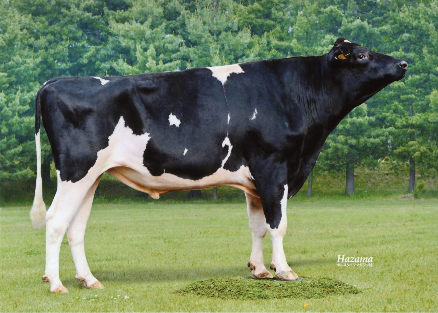 皮下組織の雄牛