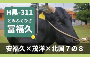 ジェネティクス北海道　H黒-311 富福久