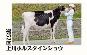 ジェネティクス北海道　第52回上川ホルスタインショウ　カプレゼ娘牛