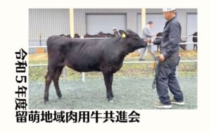 ジェネティクス北海道　英貞産子　令和5年度留萌地域肉用牛共進会