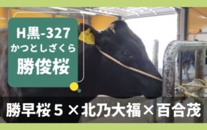 ジェネティクス北海道　H黒-327 勝俊桜