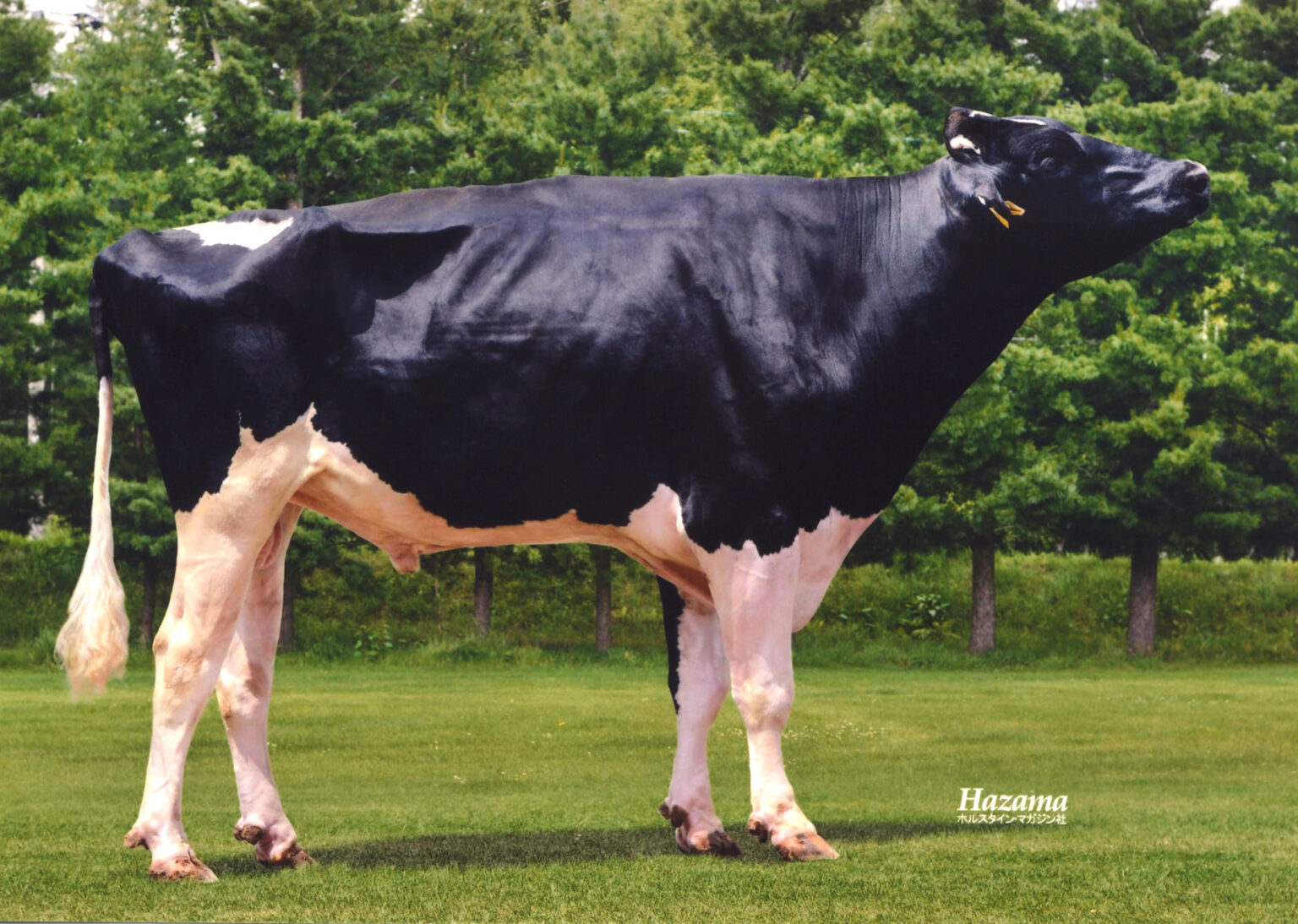 ドサタキセルの雄牛