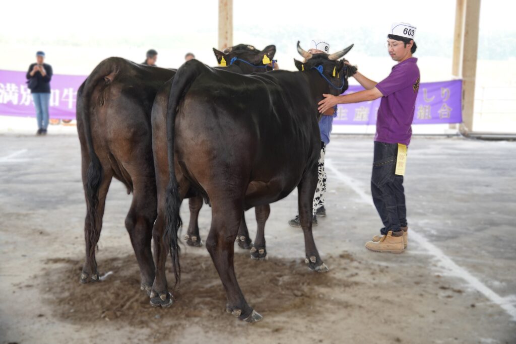 ジェネティクス北海道　勝早桜５産子写真　有限会社佐藤牧場様