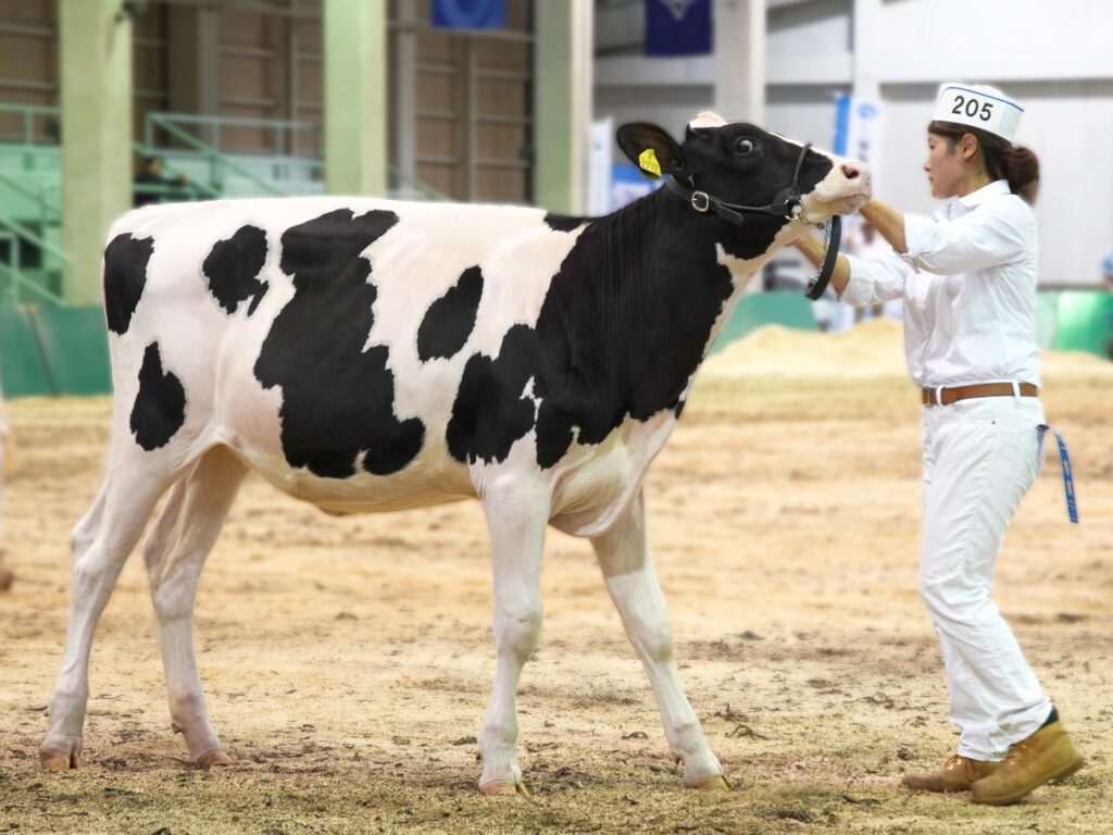 ジェネティクス北海道　カプレゼ娘牛写真　株式会社エンブレム-K様