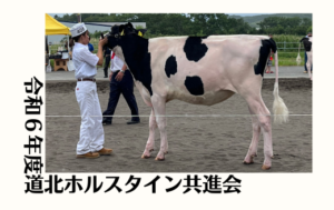 ジェネティクス北海道　令和6年度道北ホルスタイン共進会