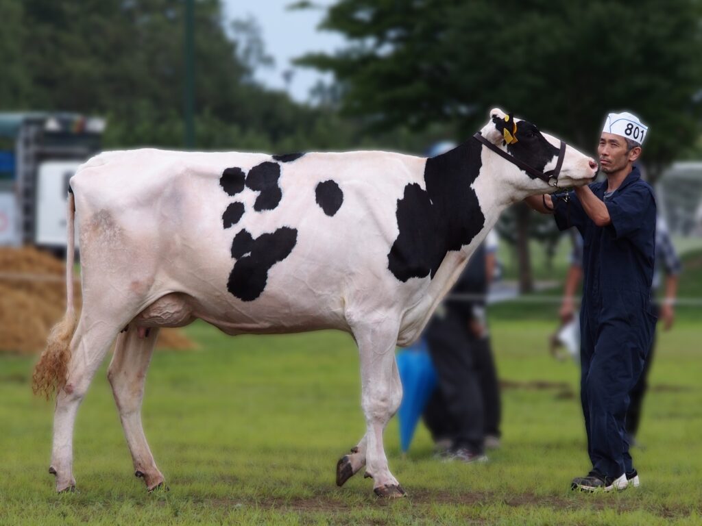 ジェネティクス北海道　カーニバル娘牛写真　笠原正裕様