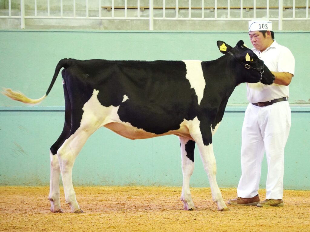 ジェネティクス北海道　グランクラス娘牛写真　長濱聡志様