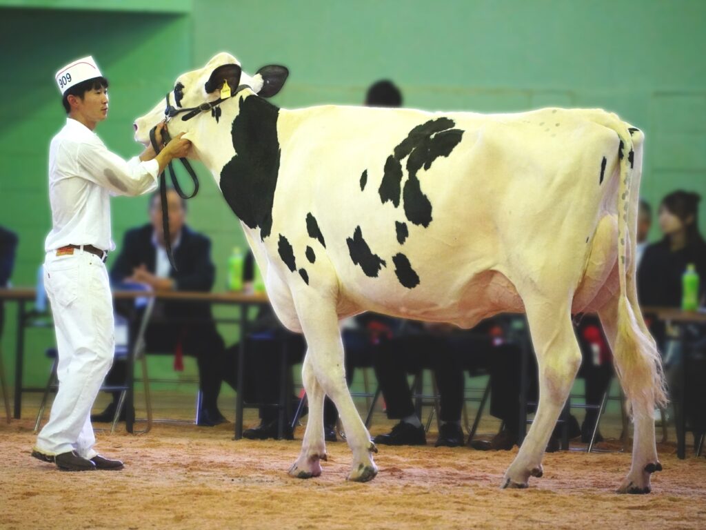 ジェネティクス北海道　ベルセルク娘牛　佐々木純一様