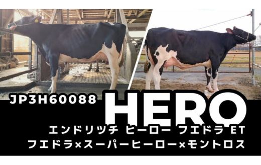 ☆牛画面☆ JP3H60088 ヒーロー（娘牛動画） | GH-CONTENT