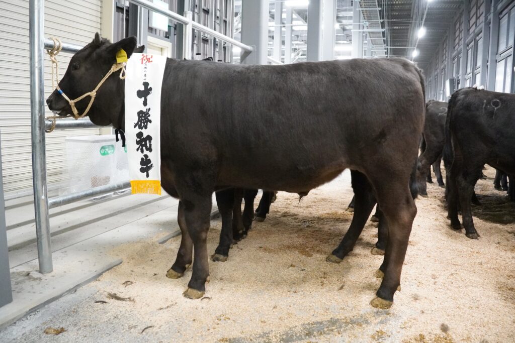 ジェネティクス北海道 新ホクレン十勝地区家畜市場 北美津久産子 千葉典弘さま