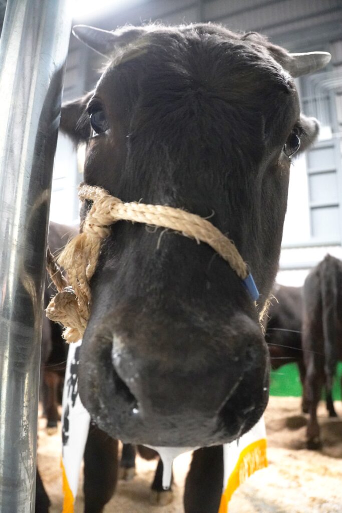 ジェネティクス北海道 新ホクレン十勝地区家畜市場 北美津久産子 千葉典弘さま