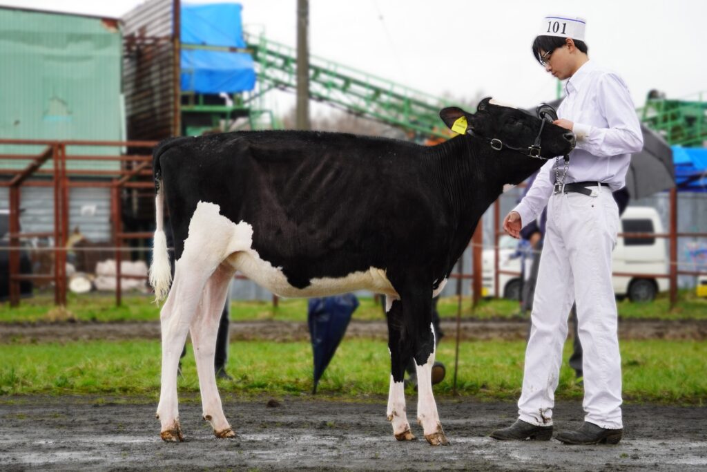 ジェネティクス北海道　JP3H58155 リア娘牛写真　Splend Dairy株式会社様