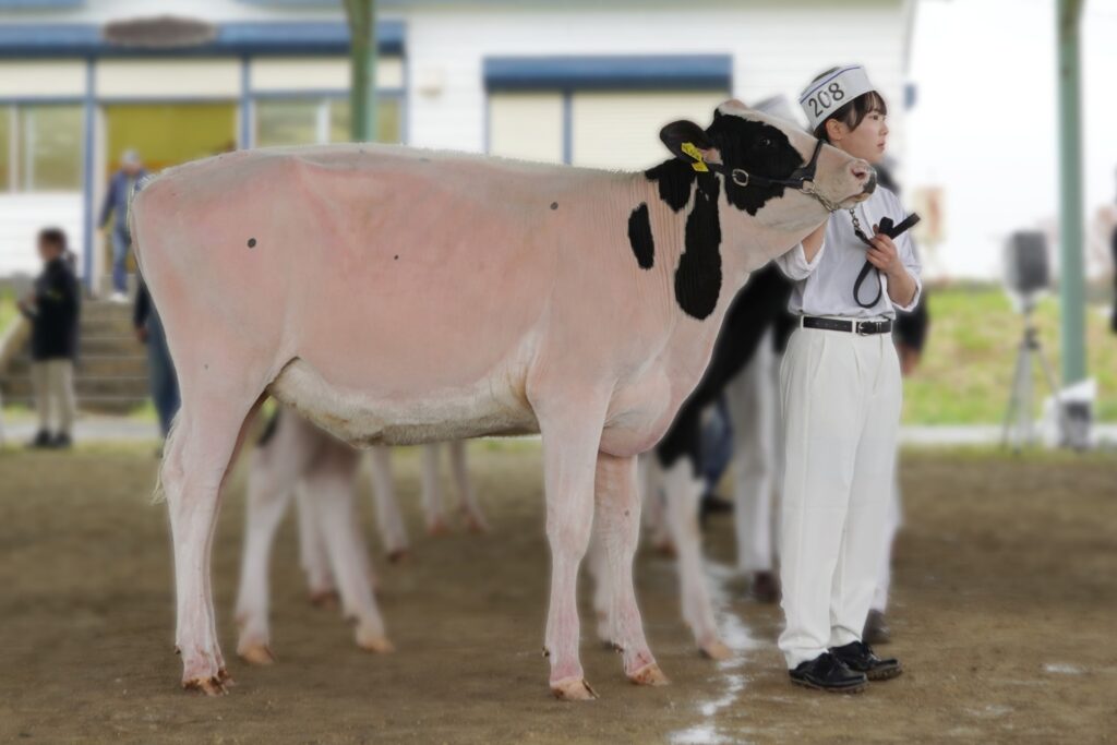 ジェネティクス北海道　カプレゼ娘牛写真　八紘学園様