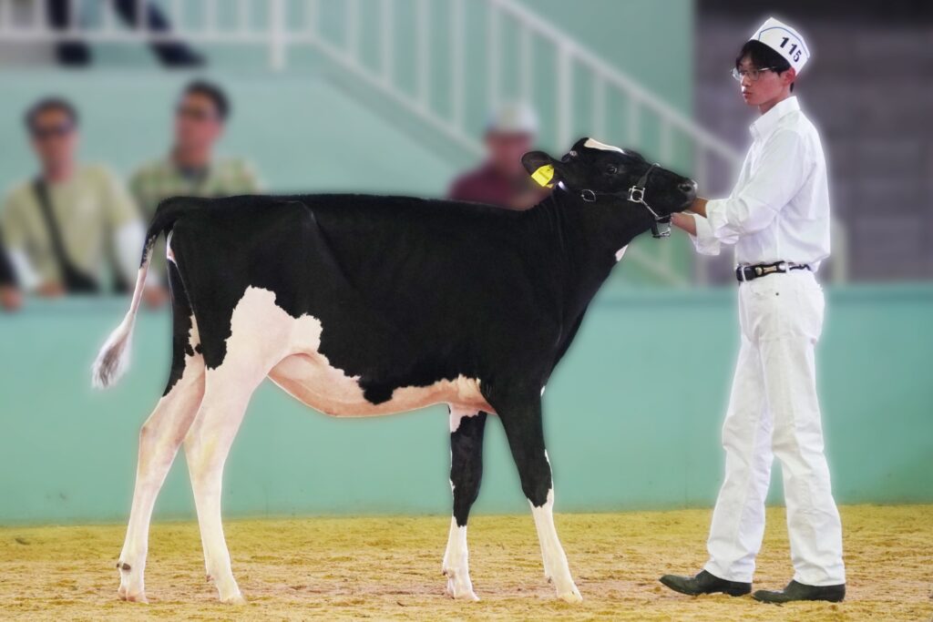 ジェネティクス北海道　リア娘牛写真　Splend Dairy株式会社様