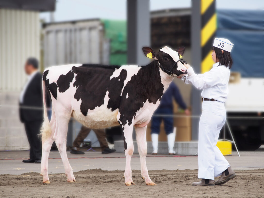 ジェネティクス北海道　リトルスター娘牛写真　中嶋卓広様