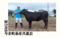 ジェネティクス北海道　第59回今金町畜産共進会