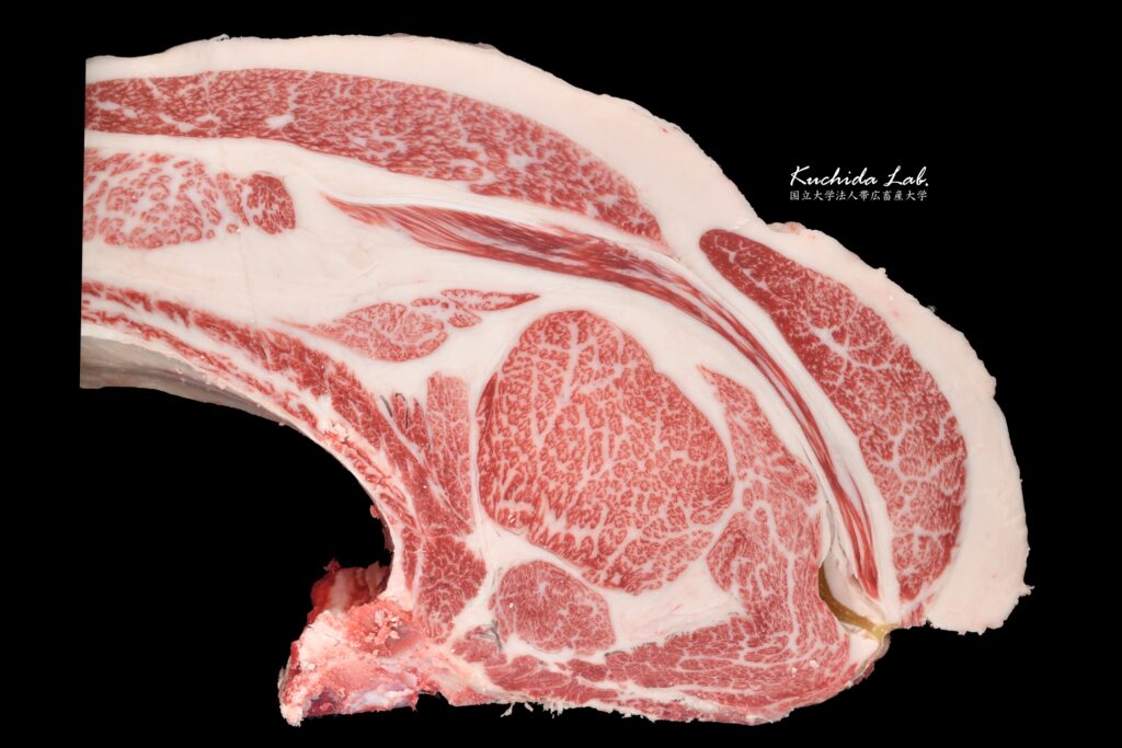 ジェネティクス北海道　咲早桜５産子枝肉　有限会社ダイマルファーム様