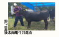 ジェネティクス北海道　第71回後志肉用牛共進会