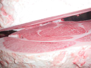 ジェネティクス北海道　北美津久産子枝肉　株式会社ノベルズ肥育センター様