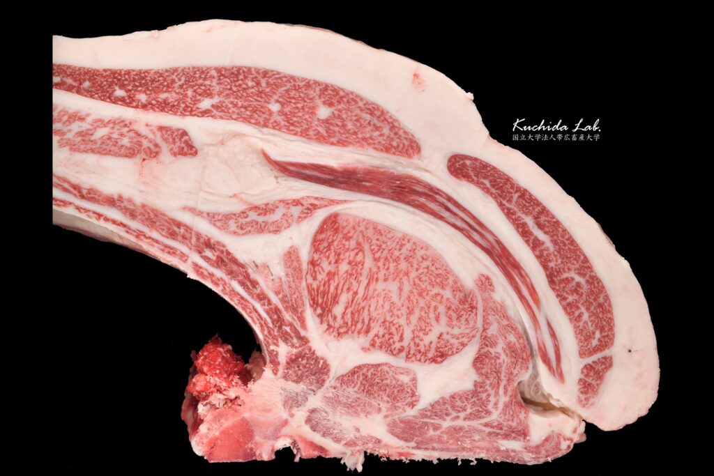 ジェネティクス北海道　英貞産子枝肉　有限会社ささき農畜産様