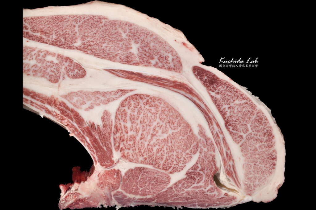 ジェネティクス北海道　勝早桜５産子枝肉　有限会社寺井牧場様