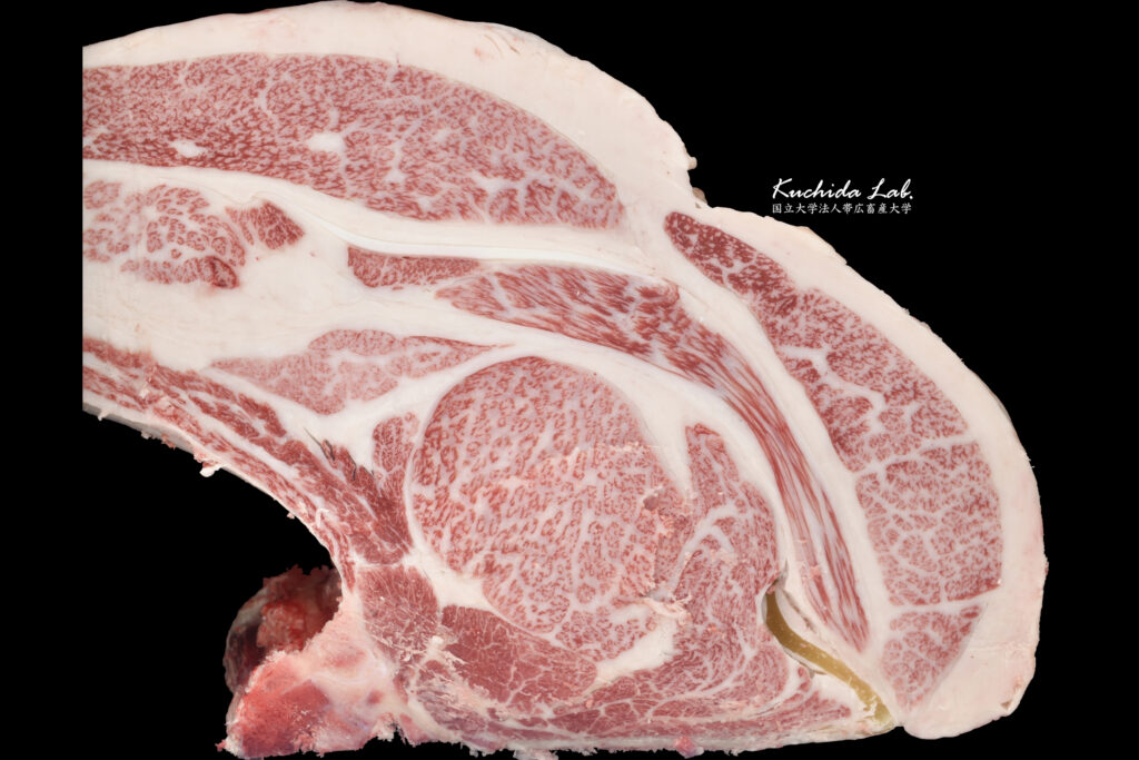 ジェネティクス北海道　北美津久産子枝肉　有限会社ささき農畜産様