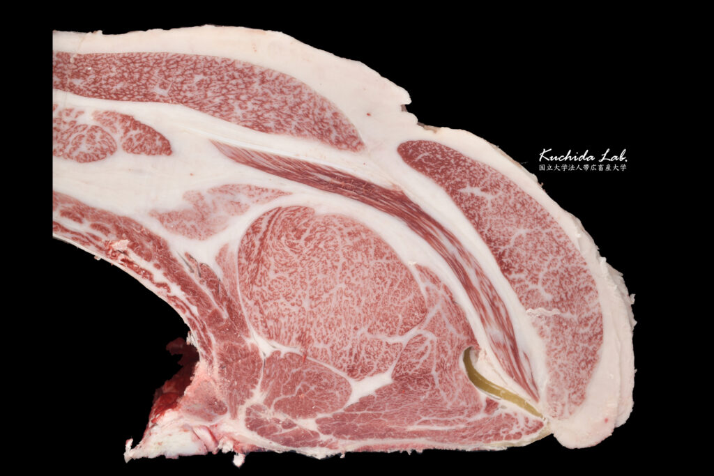 ジェネティクス北海道　北美津久産子枝肉　迫田隆様