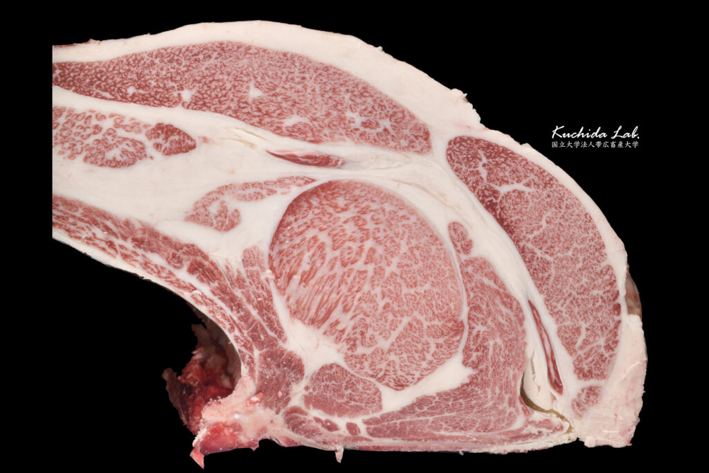 ジェネティクス北海道　北美津久産子枝肉　庄司一也様