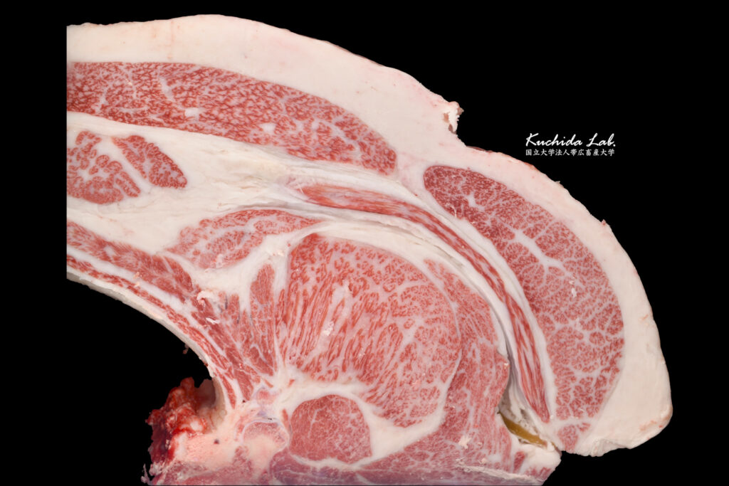 ジェネティクス北海道　琥百合５産子枝肉　藤屋信幸様