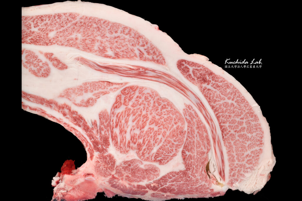 ジェネティクス北海道　琥百合５産子枝肉　上士幌町農協肥育センター様