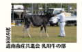 ジェネティクス北海道　第69回道南畜産共進会 乳用牛の部