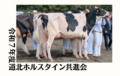 ジェネティクス北海道　令和７年度道北ホルスタイン共進会