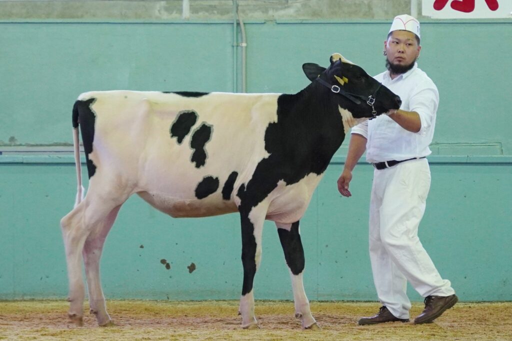 ジェネティクス北海道　リトルスター娘牛　山田美晴様