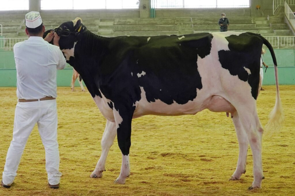 ジェネティクス北海道　コンシエルジユ娘牛　有限会社溝口牧場様