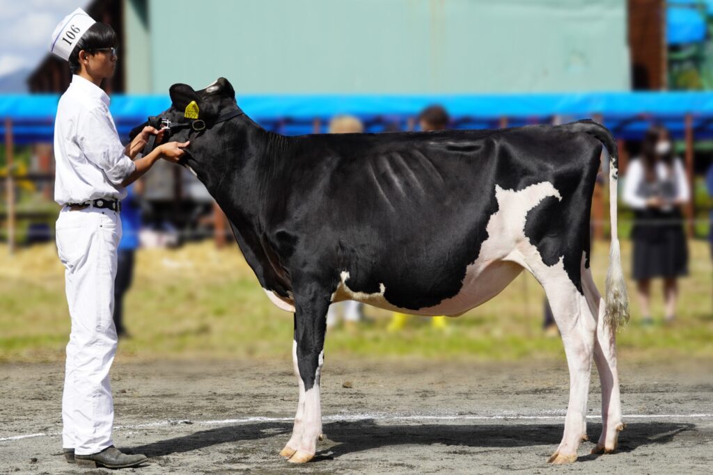 ジェネティクス北海道　リア娘牛　Splend Dairy株式会社様