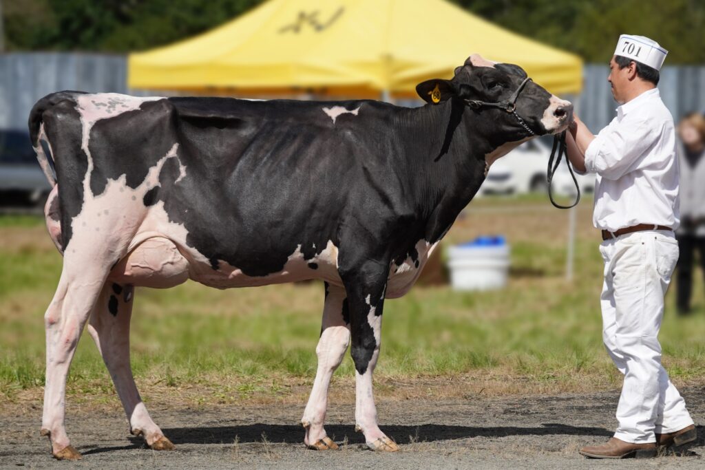 ジェネティクス北海道　ドラゴンボール娘牛　居川孝志様