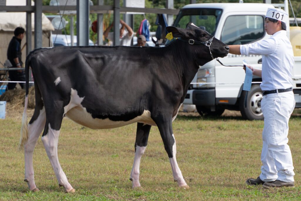 ジェネティクス北海道　リトルスター娘牛　笠原正裕様