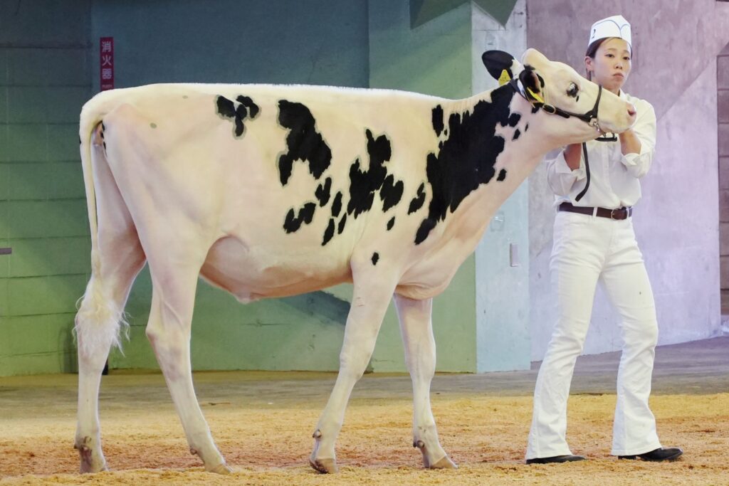 ジェネティクス北海道　サラダボーイ娘牛　酪農学園大学フィールド教育研修センター様