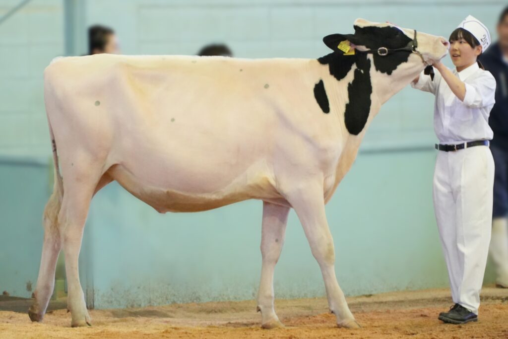 ジェネティクス北海道　カプレゼ娘牛　八紘学園様
