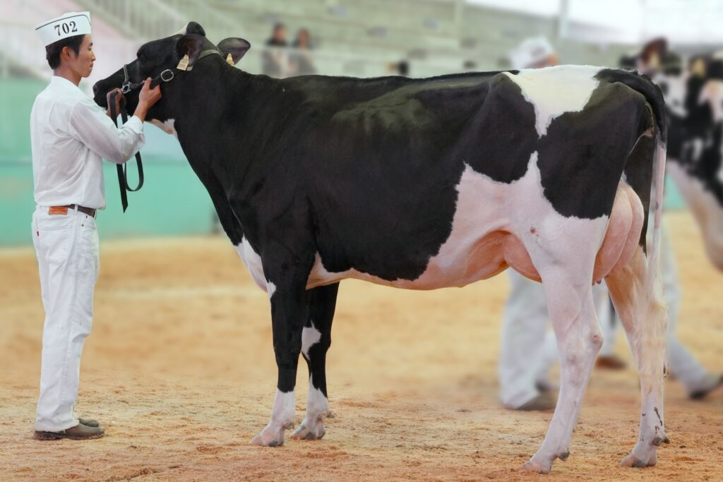 ジェネティクス北海道　ブーテイー娘牛　岩田淳一様