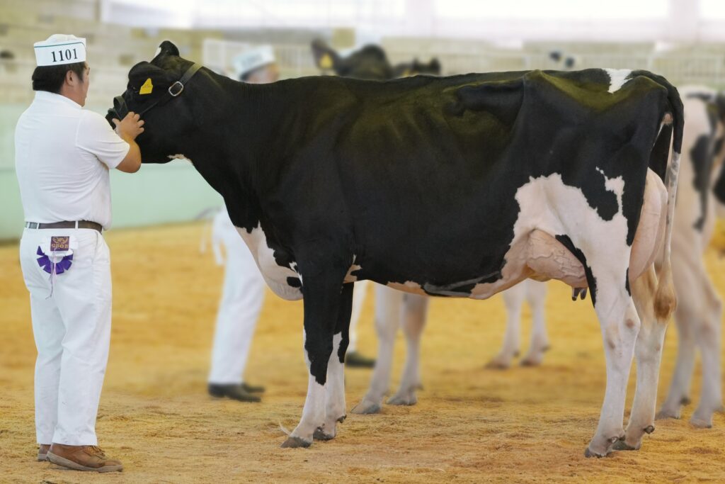 ジェネティクス北海道　ブーテイー娘牛　長濱聡志様