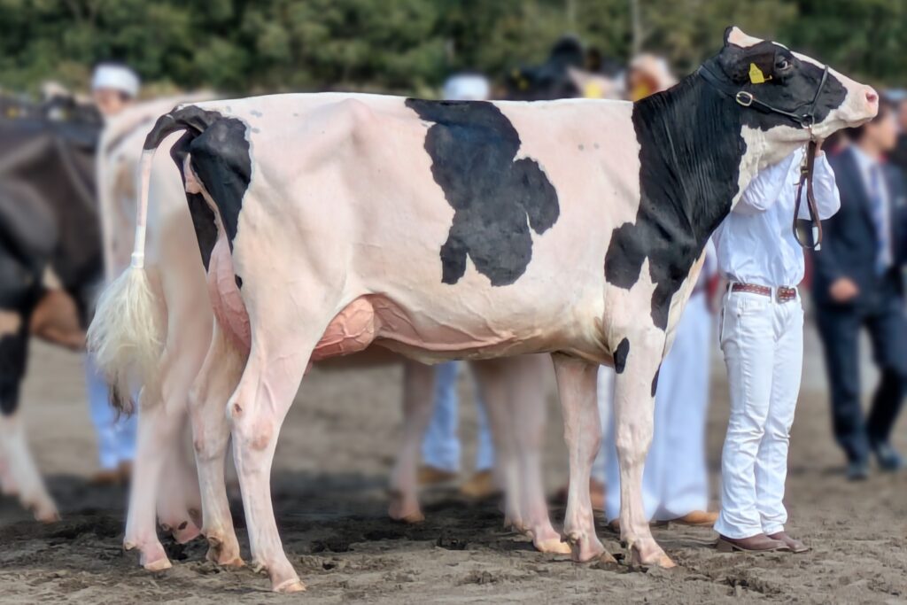 ジェネティクス北海道　カプレゼ娘牛　株式会社箱柳牧場様