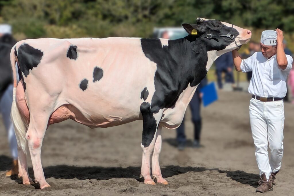 ジェネティクス北海道　ジヤスタウエイ娘牛　株式会社箱柳牧場様